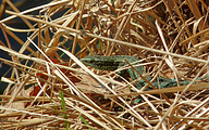 Viviparous Lizard (Zootoca vivipara)